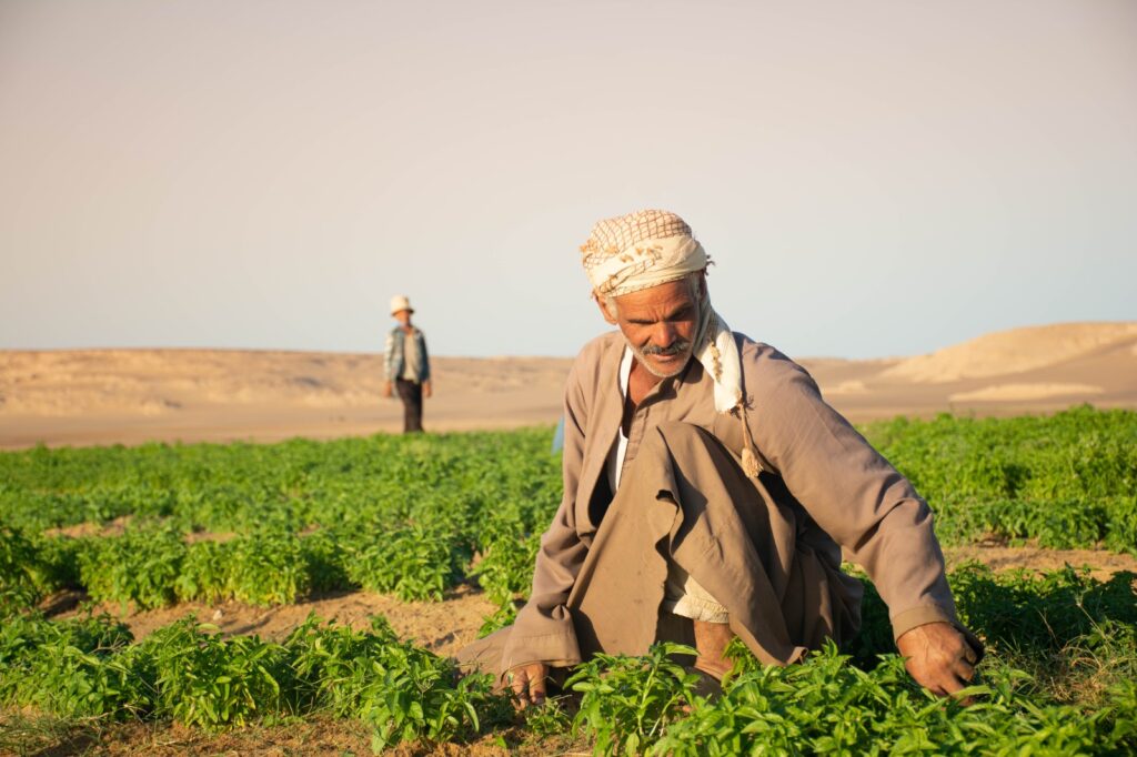 سيكم تسجل 1.7 مليار جنيه إيرادات وتواصل التوسع في الزراعة العضوية
