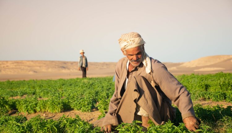 الزراعة